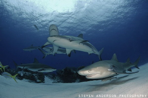 Sometimes its hard deciding which shark to photograph. In... by Steven Anderson 